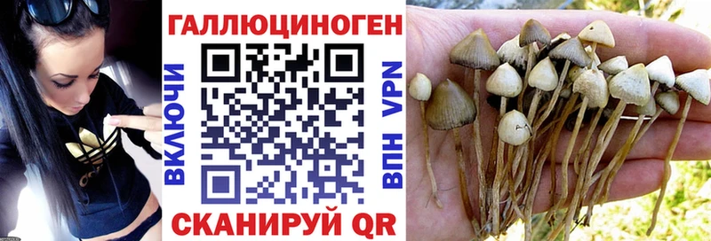 Псилоцибиновые грибы Magic Shrooms  Буйнакск 